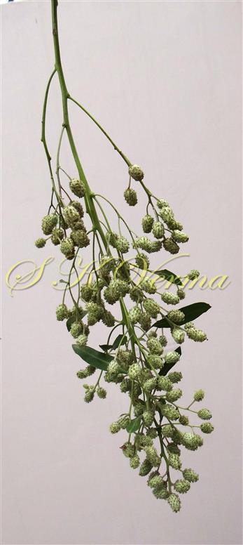  Inflorescence-Panicle of racemes bearing flower heads